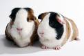 cavia