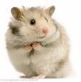 hamster2